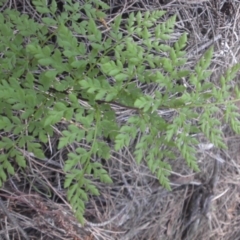 Cheilanthes austrotenuifolia at Majura, ACT - 5 Sep 2016