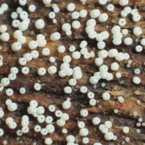 Henningsomyces candidus at Macquarie, ACT - 31 Jul 2016 05:14 PM