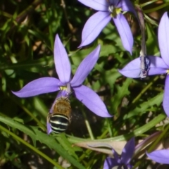 Amegilla (Notomegilla) chlorocyanea (Blue Banded Bee) at Aranda, ACT - 6 Dec 2013 by JanetRussell