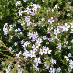 Leptospermum scoparium (Tea Tree) at Acton, ACT - 2 Sep 2016 by TimYiu