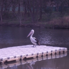 Pelecanus conspicillatus (Australian Pelican) at Acton, ACT - 10 Jul 2013 by TimYiu