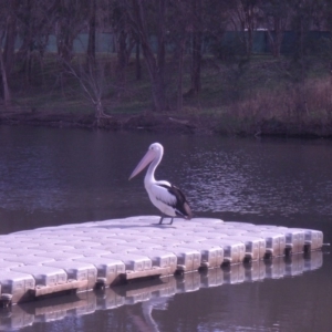 Pelecanus conspicillatus at Acton, ACT - 10 Jul 2013 11:19 AM