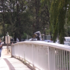 Egretta novaehollandiae (White-faced Heron) at Australian National University - 17 Mar 2013 by TimYiu