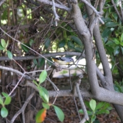 Pardalotus punctatus (Spotted Pardalote) at Acton, ACT - 27 Oct 2014 by TimYiu