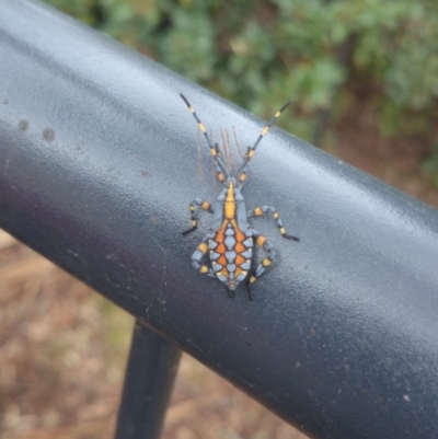 Amorbus (genus) (Eucalyptus Tip bug) at Acton, ACT - 10 Apr 2015 by TimYiu