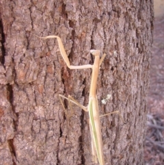 Tenodera australasiae (Purple-winged mantid) at Australian National University - 6 Feb 2013 by TimYiu