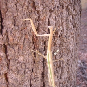 Tenodera australasiae at Canberra, ACT - 7 Feb 2013