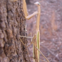 Tenodera australasiae at Canberra, ACT - 7 Feb 2013