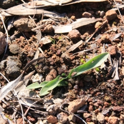 Glossodia major (Wax Lip Orchid) at Mount Majura - 5 Sep 2016 by petersan