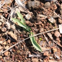 Glossodia major at Hackett, ACT - suppressed