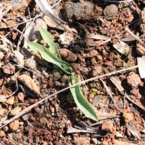 Glossodia major at Hackett, ACT - suppressed