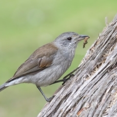 Colluricincla harmonica (Grey Shrikethrush) at Eden, NSW - 1 Sep 2016 by Leo