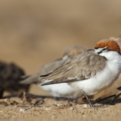 Anarhynchus ruficapillus (Red-capped Plover) at Mogareeka, NSW - 1 Sep 2016 by Leo