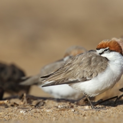 Anarhynchus ruficapillus (Red-capped Plover) at Mogareeka, NSW - 31 Aug 2016 by Leo