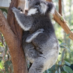 Phascolarctos cinereus (Koala) at Tidbinbilla Nature Reserve - 25 Jul 2016 by roymcd