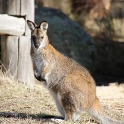 Notamacropus rufogriseus (Red-necked Wallaby) at Namadgi National Park - 3 Aug 2016 by roymcd