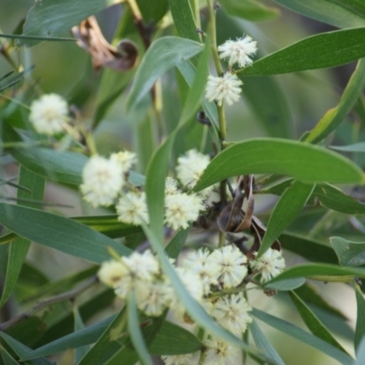 Acacia melanoxylon (Blackwood) at Red Hill Nature Reserve - 5 Sep 2016 by roymcd