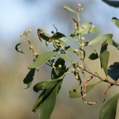 Acacia melanoxylon at Symonston, ACT - 5 Sep 2016 04:29 PM