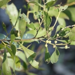 Acacia melanoxylon at Symonston, ACT - 5 Sep 2016 04:29 PM