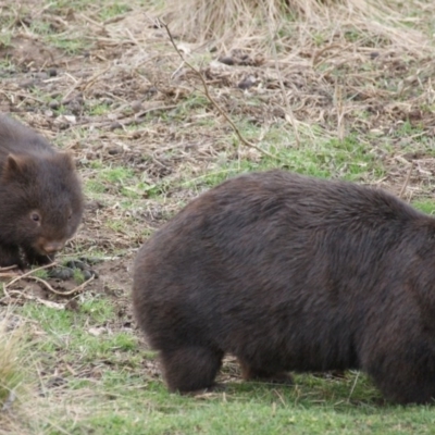 Vombatus ursinus (Common wombat, Bare-nosed Wombat) at Googong Foreshore - 3 Sep 2016 by roymcd