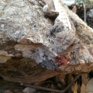 Amphibolurus muricatus at Belconnen, ACT - 20 Jan 2016 05:26 PM