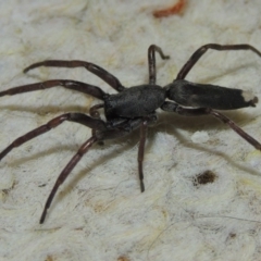 Lampona cylindrata (White-tailed Spider) at Pollinator-friendly garden Conder - 28 Nov 2015 by michaelb