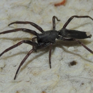 Lampona cylindrata at Conder, ACT - 29 Nov 2015 12:00 AM