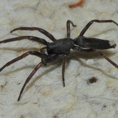 Lampona cylindrata (White-tailed Spider) at Conder, ACT - 29 Nov 2015 by MichaelBedingfield