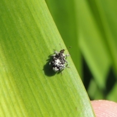 Mogulones larvatus (Paterson's curse crown weevil) at Pollinator-friendly garden Conder - 16 Apr 2015 by michaelb