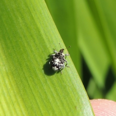 Mogulones larvatus (Paterson's curse crown weevil) at Conder, ACT - 16 Apr 2015 by michaelb