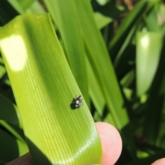 Mogulones larvatus at Conder, ACT - 16 Apr 2015 12:53 PM