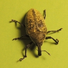 Larinus latus (Onopordum seed weevil) at Paddys River, ACT - 14 Dec 2015 by michaelb