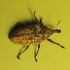 Larinus latus at Paddys River, ACT - 14 Dec 2015