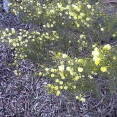 Acacia ulicifolia (Prickly Moses) at Mount Ainslie - 4 Sep 2016 by waltraud