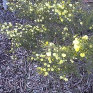 Acacia ulicifolia at Majura, ACT - 4 Sep 2016