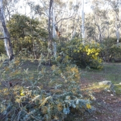 Acacia baileyana (Cootamundra Wattle, Golden Mimosa) at Mount Ainslie - 8 May 2016 by waltraud