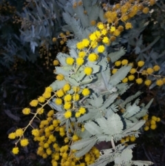 Acacia baileyana at Majura, ACT - 9 May 2016 12:00 AM