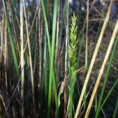 Carex appressa (Tall Sedge) at Majura, ACT - 5 Sep 2016 by waltraud