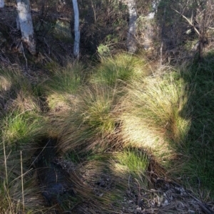 Carex appressa at Majura, ACT - 5 Sep 2016 03:55 PM