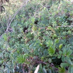 Acaena novae-zelandiae at Majura, ACT - 5 Sep 2016