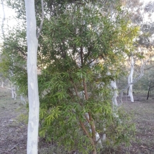 Hakea salicifolia at Majura, ACT - 4 Sep 2016