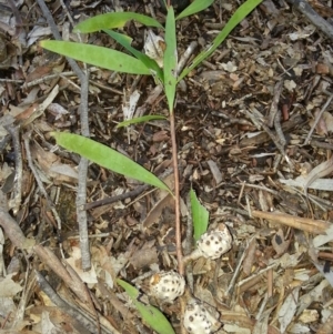 Hakea salicifolia at Majura, ACT - 4 Sep 2016 05:01 PM