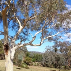 Dacelo novaeguineae (Laughing Kookaburra) at ANU Liversidge Precinct - 26 Mar 2015 by TimYiu