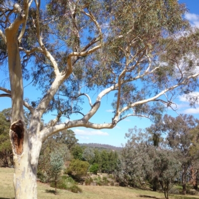 Dacelo novaeguineae (Laughing Kookaburra) at Mount Ainslie to Black Mountain - 26 Mar 2015 by TimYiu