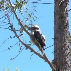 Dacelo novaeguineae (Laughing Kookaburra) at Australian National University - 14 Oct 2013 by TimYiu