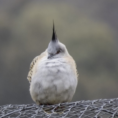 Ocyphaps lophotes (Crested Pigeon) at Forde, ACT - 5 Sep 2016 by CedricBear