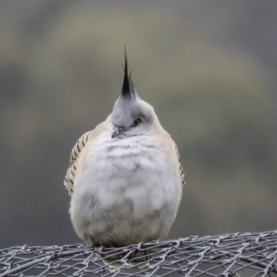 Ocyphaps lophotes (Crested Pigeon) at Mulligans Flat - 4 Sep 2016 by CedricBear