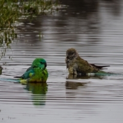 Psephotus haematonotus (Red-rumped Parrot) at Mulligans Flat - 4 Sep 2016 by CedricBear