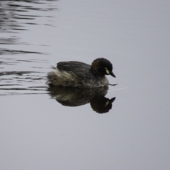 Tachybaptus novaehollandiae (Australasian Grebe) at Gungahlin, ACT - 5 Sep 2016 by CedricBear