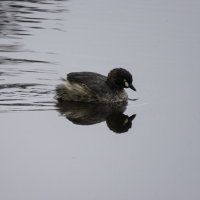 Tachybaptus novaehollandiae (Australasian Grebe) at Gungahlin, ACT - 5 Sep 2016 by CedricBear